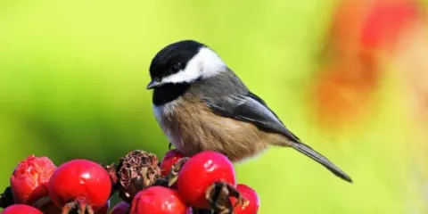 Mésange Noire